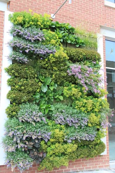 A green wall with facing material on both sides to conceal the side-feed irrigation.