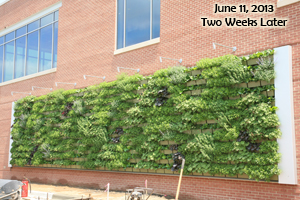 LiveWall at the Grand Rapids Downtown Market two weeks after planting.