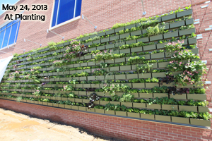 A recently-planted LiveWall system installed on the side of a red brick building.