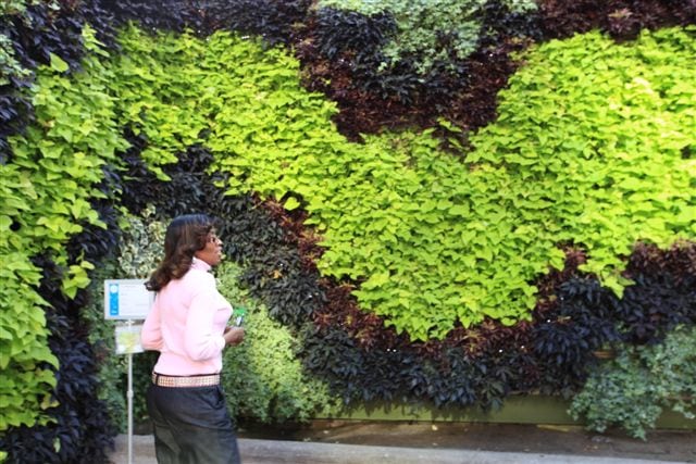 Section of Back to Eden, a green wall art competition entry planted in 2013.