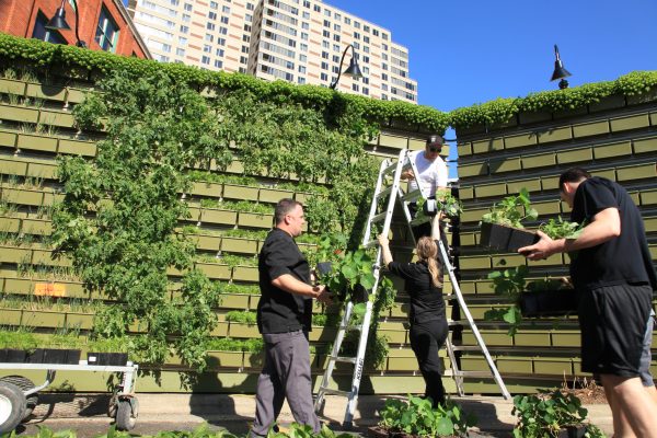 Gilmore Group chefs help to plant the living wall system at the B.O.B.