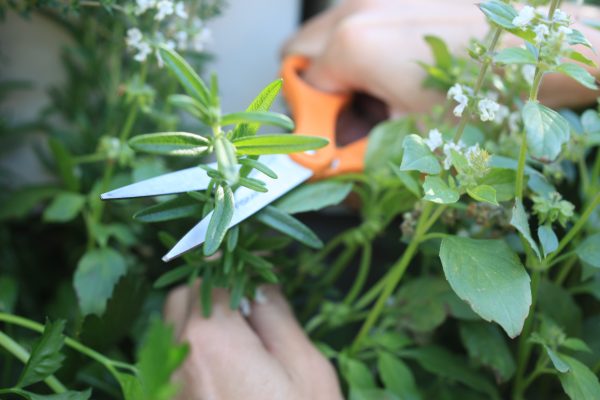 Harvesting LiveWall herbs.