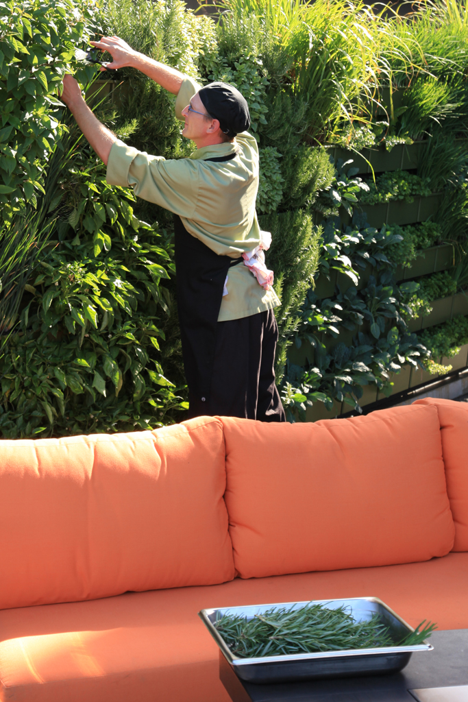 Chef harvesting rosemary from a herb garden wall.