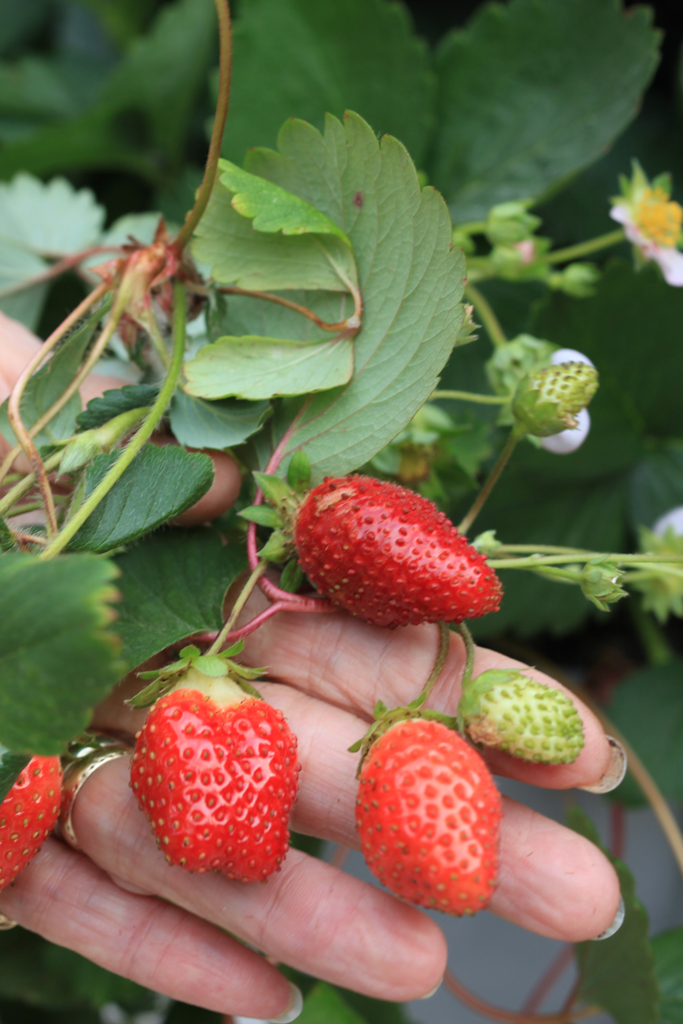 https://livewall.com/wp-content/uploads/2015/07/vertical-garden-fruits.jpg