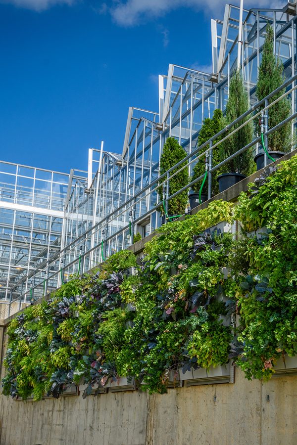 Outdoor green walls grow food and vegetables at Phipps Conservatory.