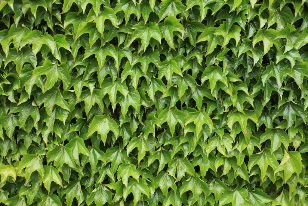 A wall of Boston Ivy.