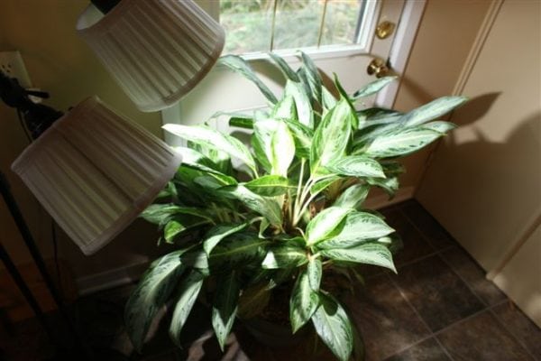 A white LED Norb light illuminating a Chinese evergreen houseplant.