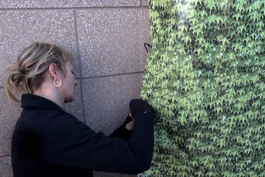 Woman securing the sides of a living wall winter cover with zip ties.