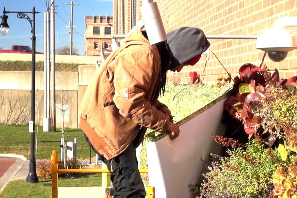 Man installing a winter cover over a perennial living wall.