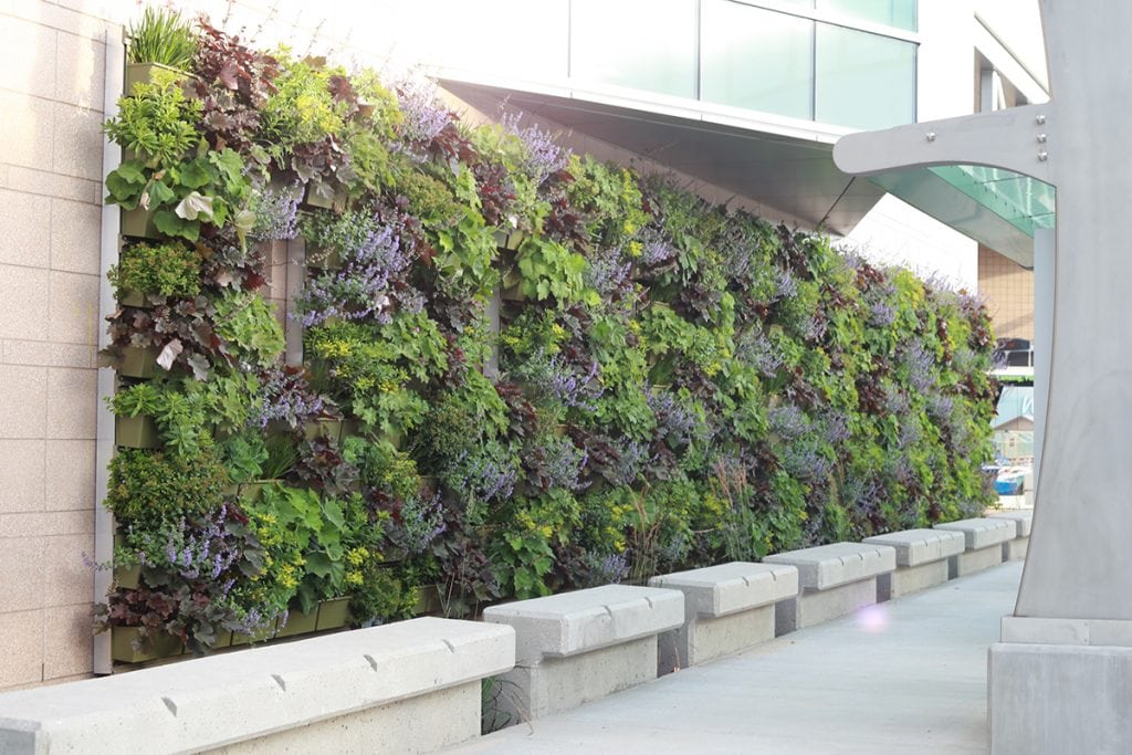 A complete, planted, and rear-irrigated LiveWall system behind a white, stone sidewalk and benches.