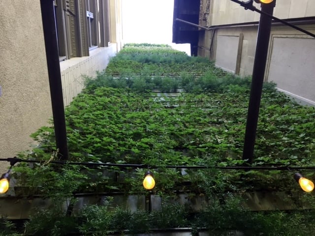 The height of the living wall effects irrigation.