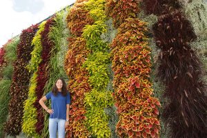 Vertical Garden Stripes of Coleus, Fountain Grass, Silver Star Licorice Plant, and Euphorbia