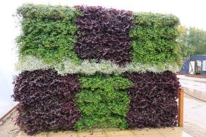 Checkerboard-Patterned Living Wall