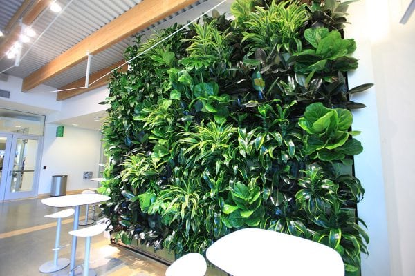 Lush, green plants fill a LiveWall green living wall in Grand Rapid's Downtown Market.