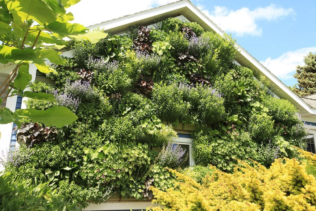 Residential Garage with Perennial Living Wall, After 3 Winters