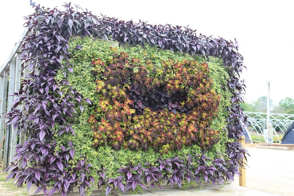 Tunnel-Shaped Wall Planting of Strobilanthes, Plectranthus and Coleus