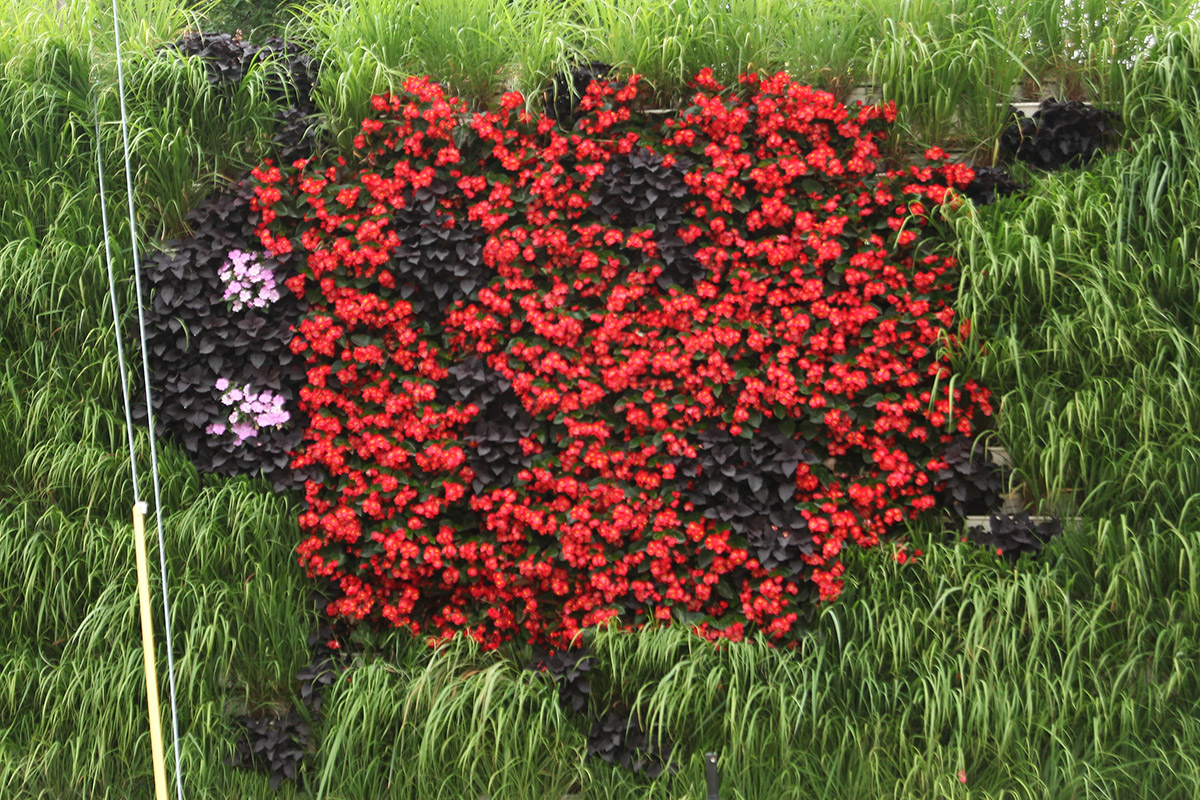 Ladybug LiveWall pattern shaped with a mix of annuals and perennials.