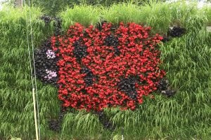 LiveWall Planted in a Ladybug Pattern of Colus and Begonia Surrounded by Lemongrass