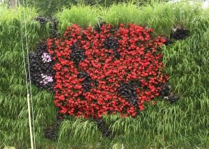 Ladybug LiveWall pattern shaped with a mix of annuals and perennials.