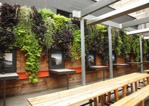 Contrasting plant colors create a visually pleasing vertical garden.