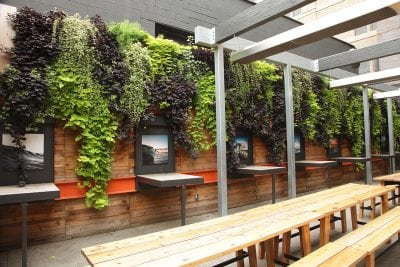 Living walls planted with annuals are very easy regardless of climate, with comparatively fewer maintenance events than perennials.