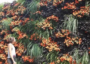 Woman admiring a LiveWall living wall of orange and purple annuals.
