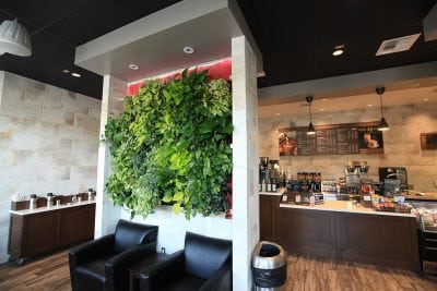 A green LiveWall in front of the cafe counter at Peet's Coffee in San Diego, CA.