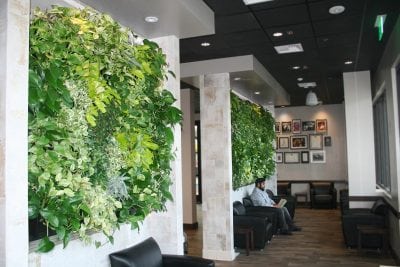 Indoor living walls such as this one improve indoor air quality.
