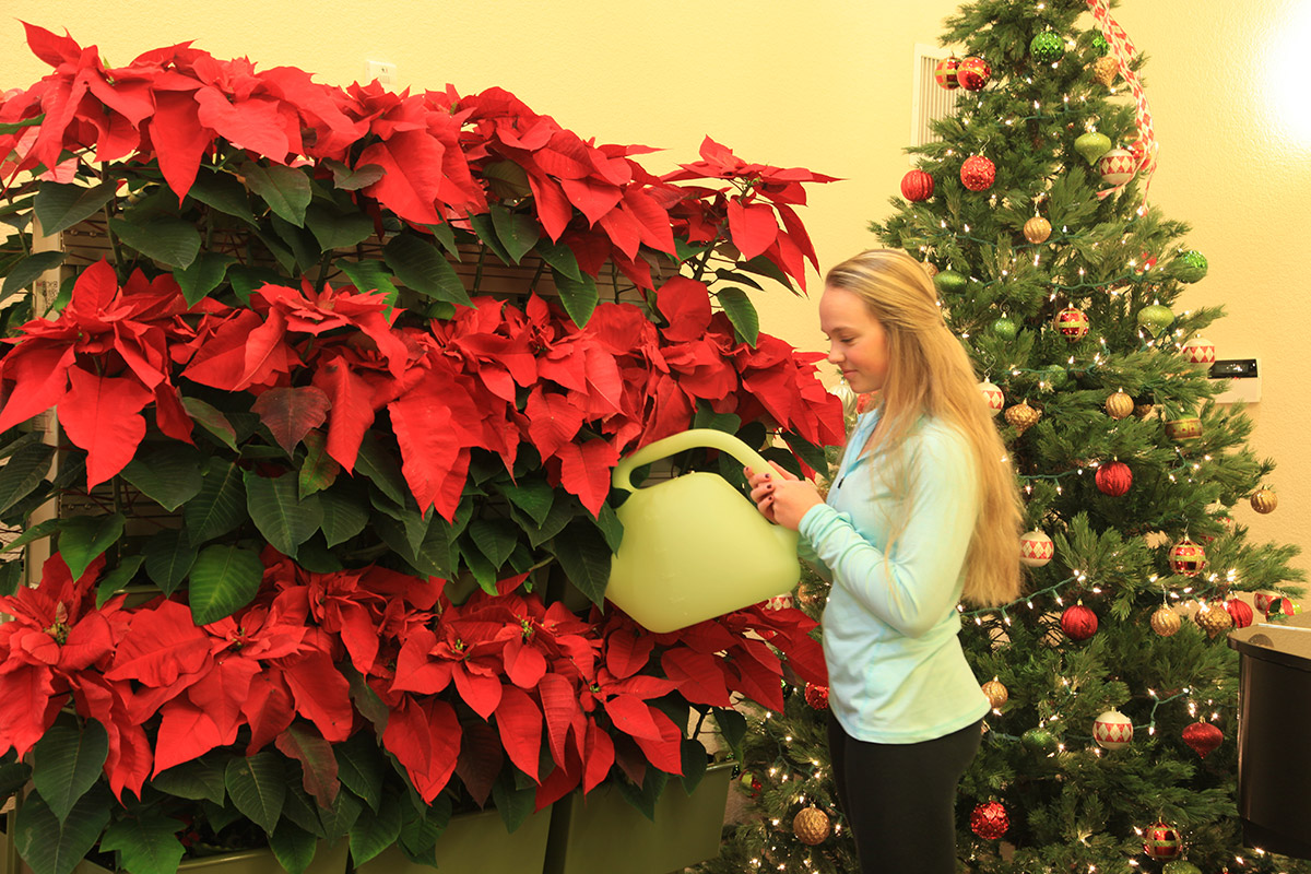 Woman hand-watering LiveScreen planted with poinsettia's for holiday season.