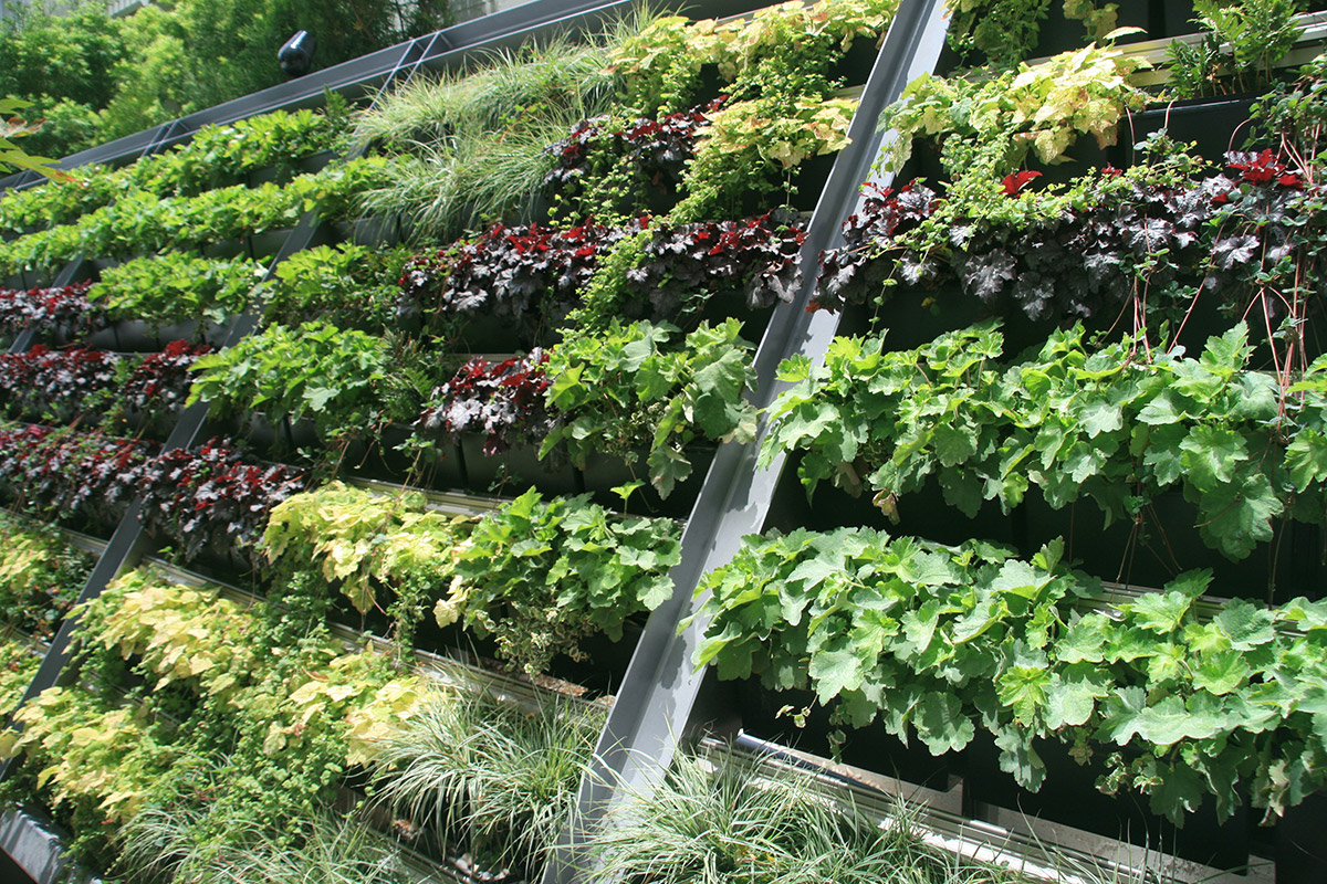 Sloped green wall, recently planted in San Diego at Sempra Energy's Headquarters.