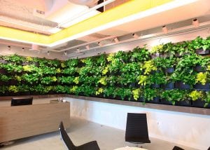 Varying shades of green plants create living art in the reception area.