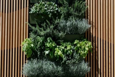 University of California San Diego Courtyard Planted Walls - LiveWall ...