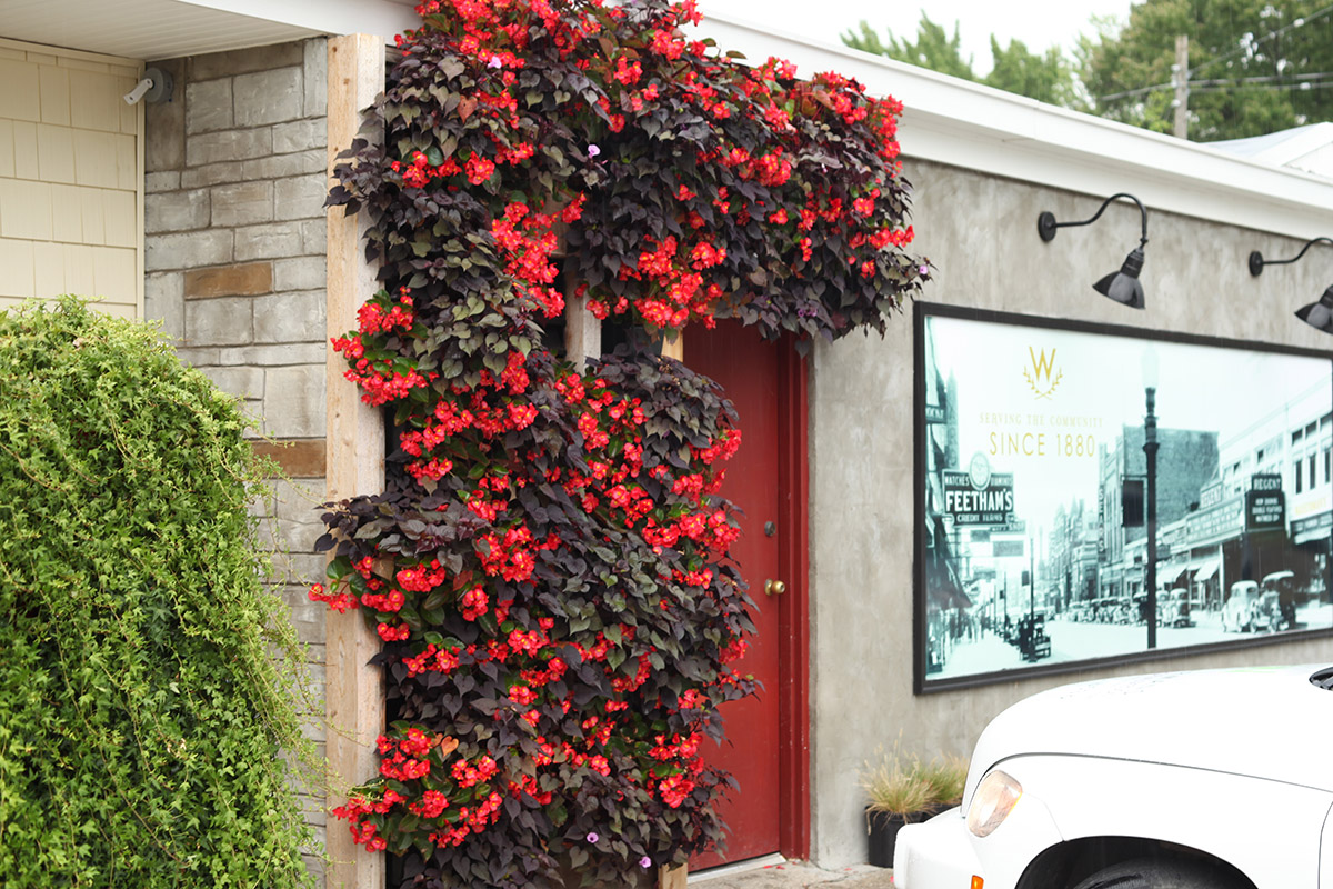 Wasserman's Floral in Muskegon, Michigan, greets visitors with a green, living wall.