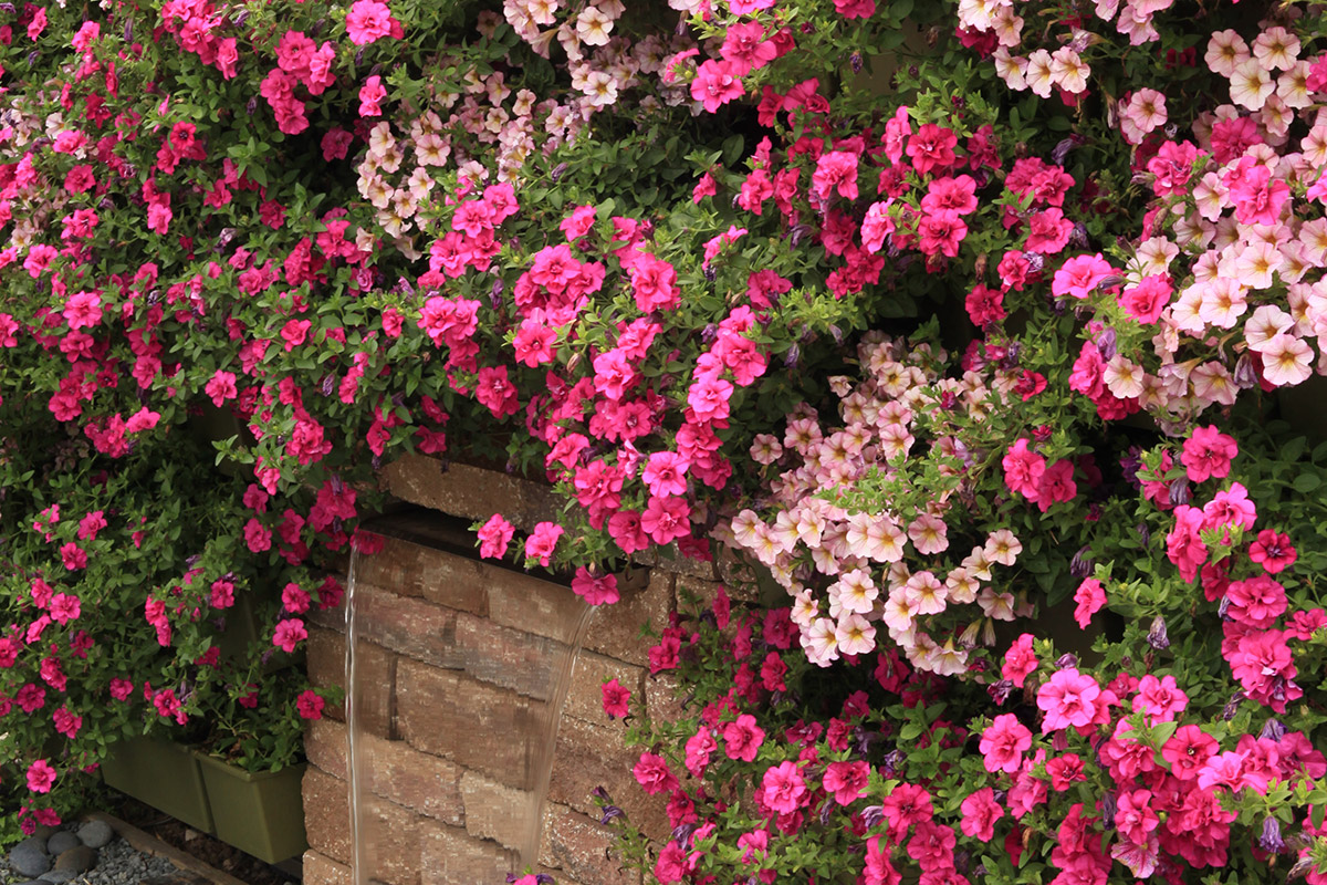 LiveWalls can be watered by hand or by an irrigation system.