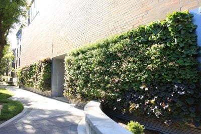 Green walls planted with perennials are easy in mild climates, with very few losses, even during winter. If well maintained, certain plant species can last for years.