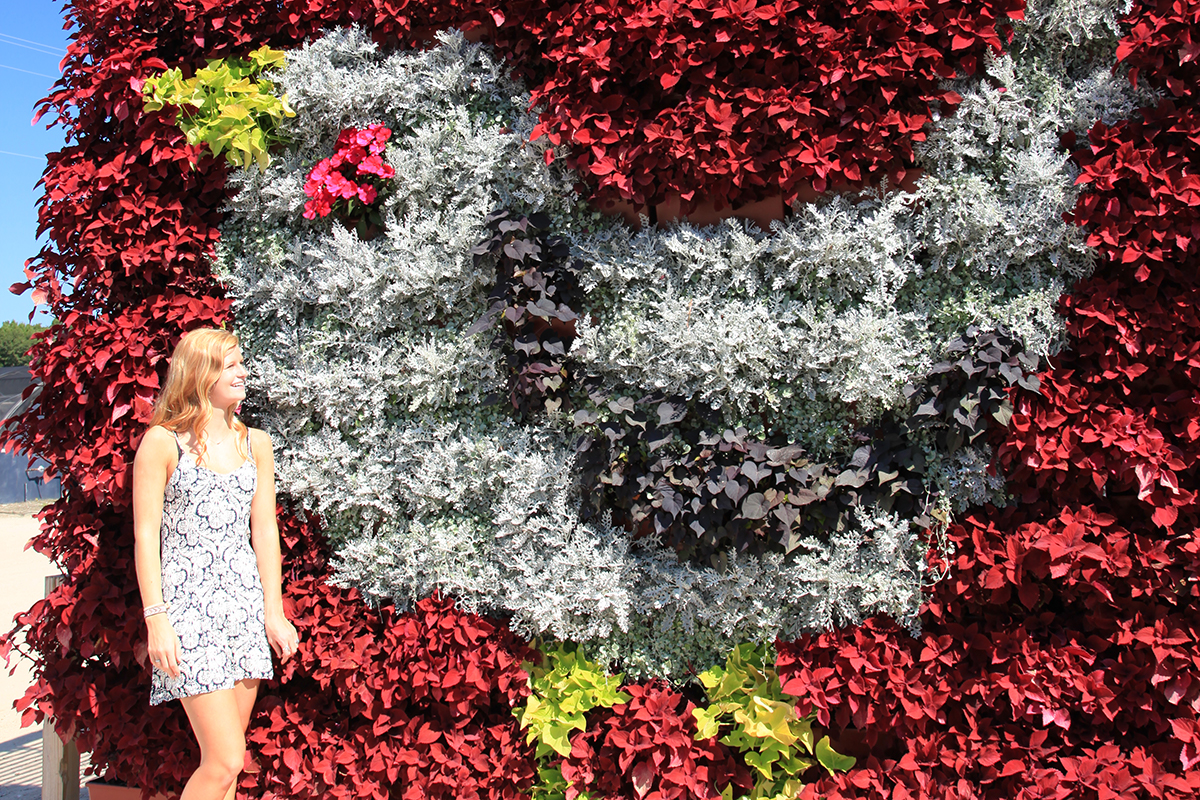 Living wall planted in a bird-shaped pattern using annual plants.