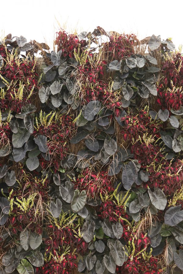 Green wall planted with selections of Colocasia, Coleus and sedge.