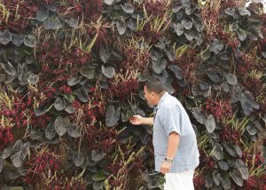 Colocasia, Coleus and Sedge in LiveWall brand Living Wall.