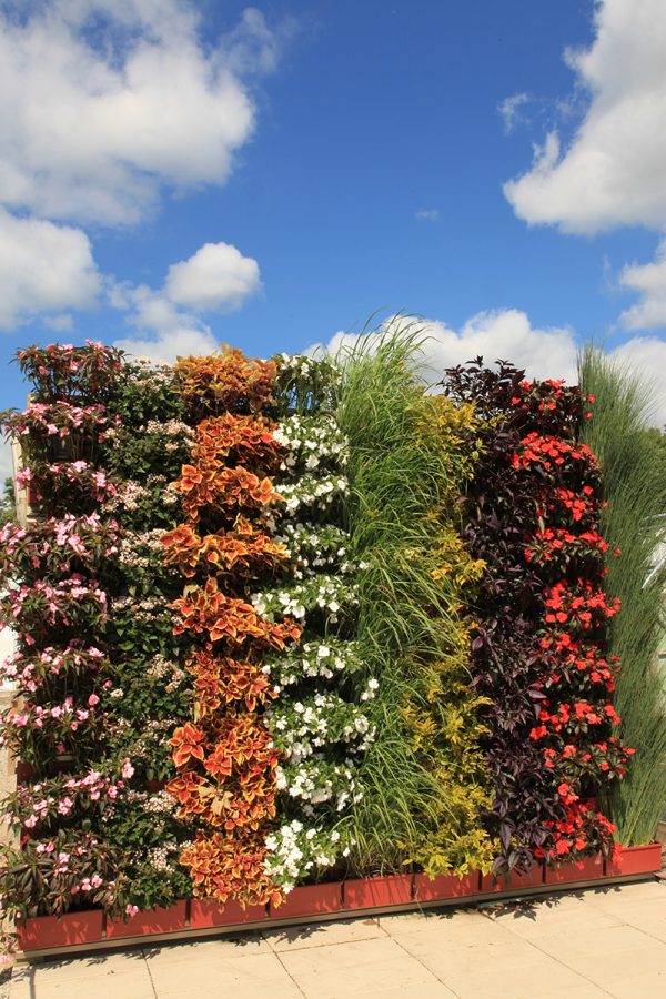 Colorful annual green wall planting.