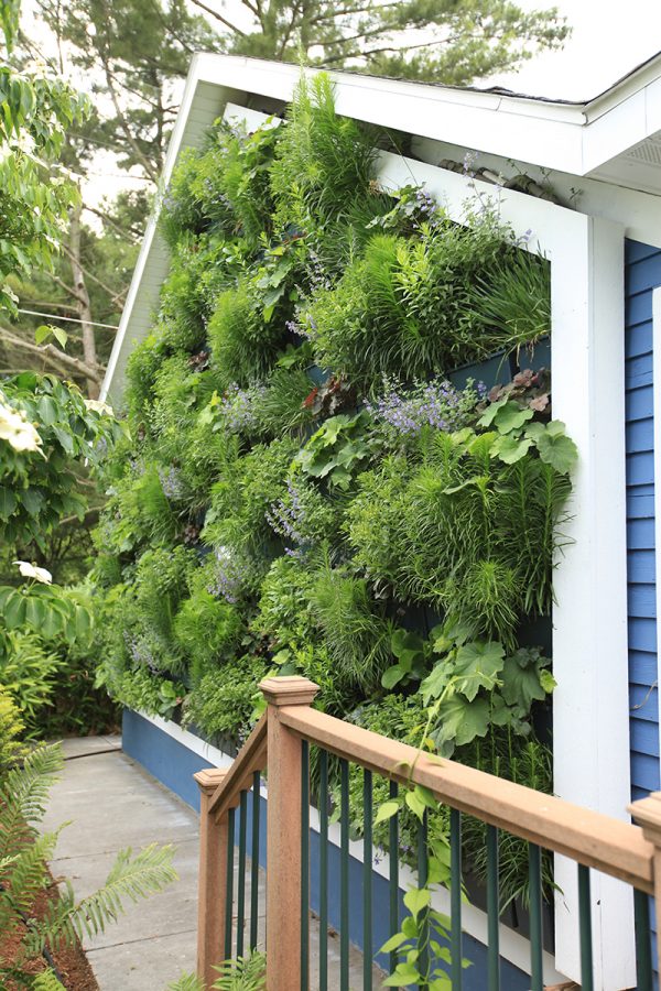 Nearly all of the perennials in this living wall have survived three Michigan winters.