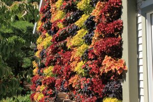 Garage Living Wall with Fall Colors