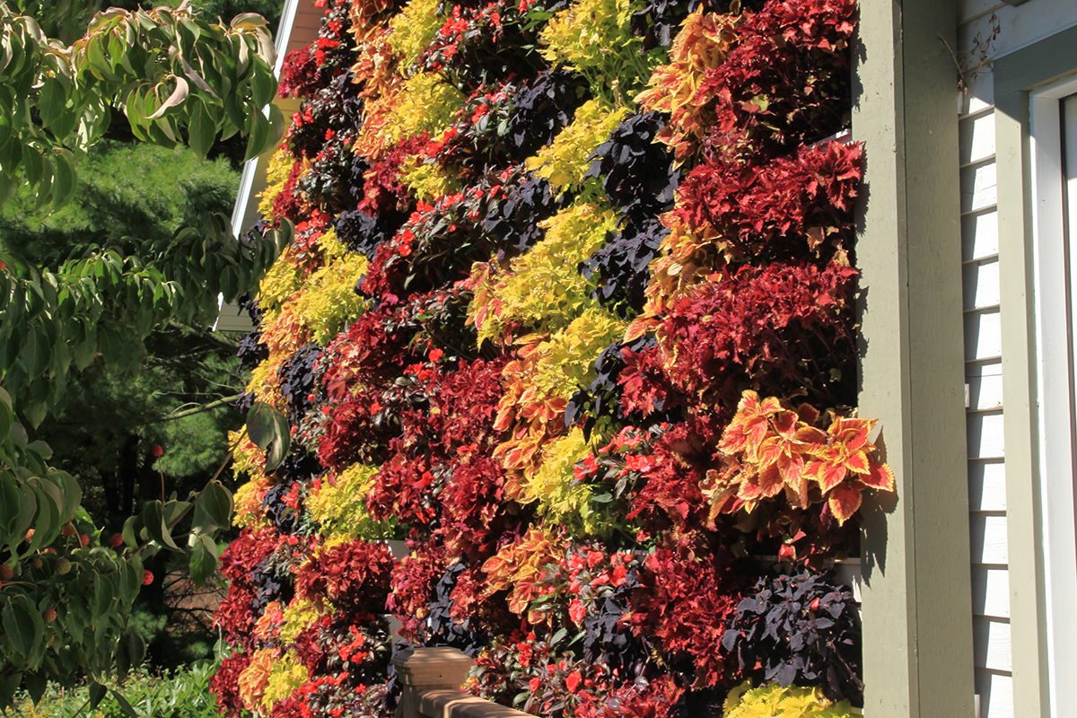 Residential garage wall planters featuring brightly colored coleus selections.