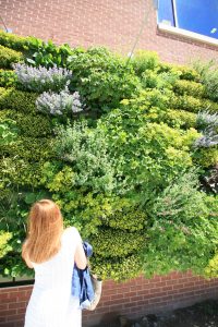 Green wall planted with rich colored perennial plants.