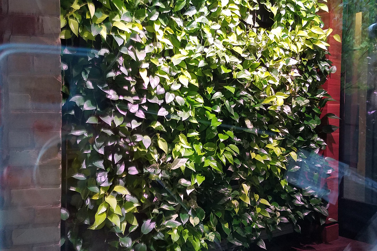 Indoor living wall at Green Leaf Trust, photographed through window.