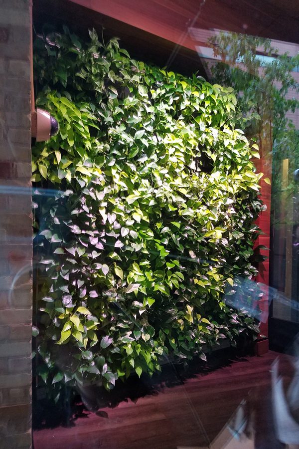 Mixing plants in a living wall creates a great contrast of colors.