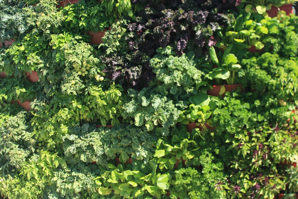 Vertical Garden of Herbs, Greens and Vegetables