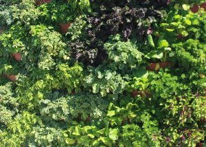 Herbs, leafy greens and tomatoes in vertical garden.