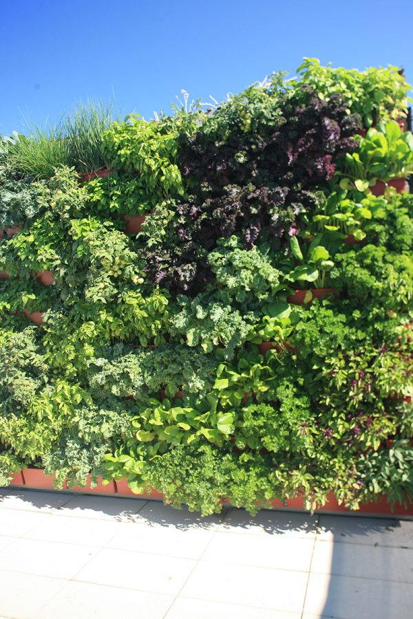 Lots of edible vegetables will be produced from this vertical garden.