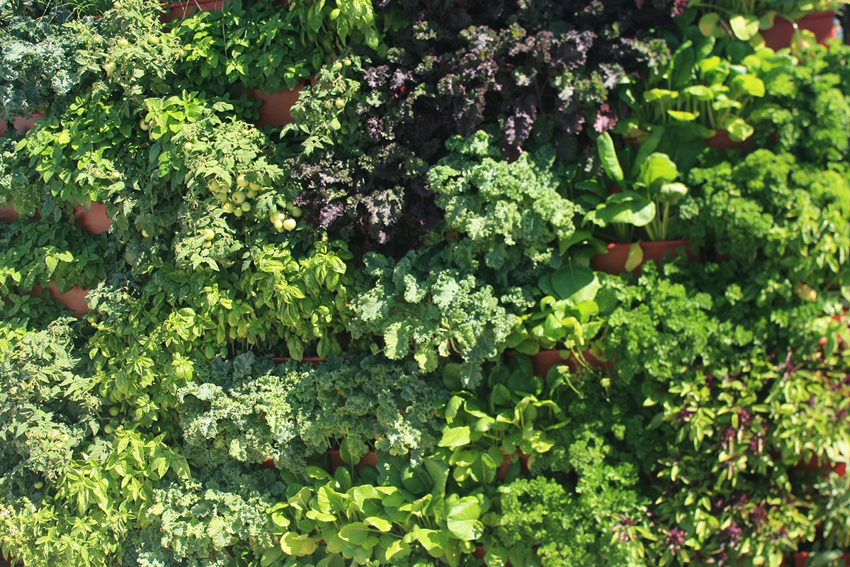 Herbs, leafy greens and tomatoes in vertical garden.