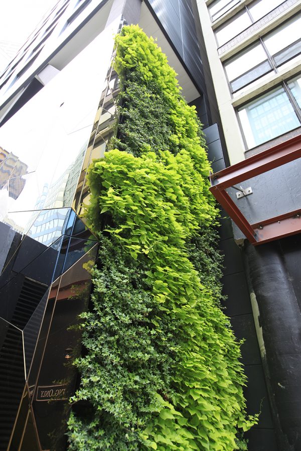 Large outdoor living wall at Hotel EMC2.